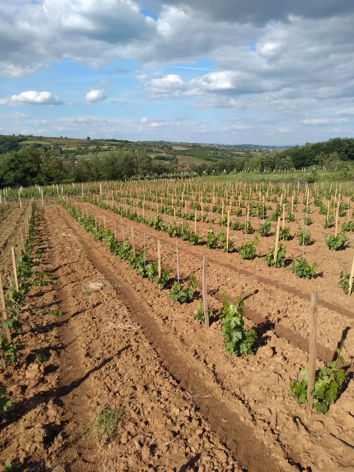 Mlad vinograd sa kočićima na crvenoj zemlji, pod oblacima