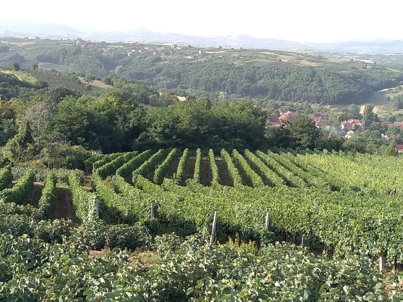 Redovi vinove loze na padini, iznad sela i šume u Župi
